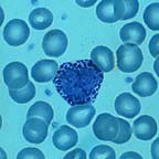 Basophil